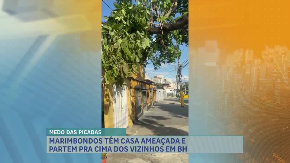 Marimbondos e abelhas atacam moradores na região Leste de BH