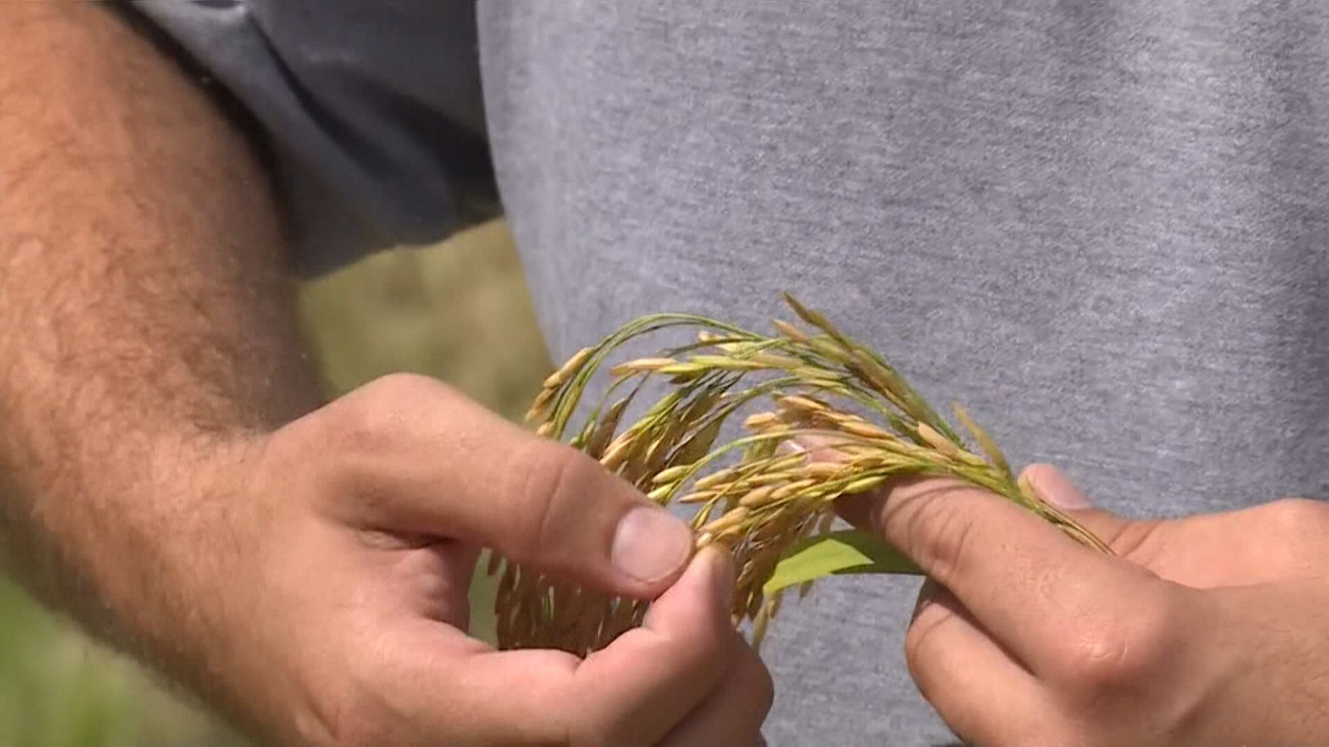 Veja quais fatores causaram a queda nos preços do arroz