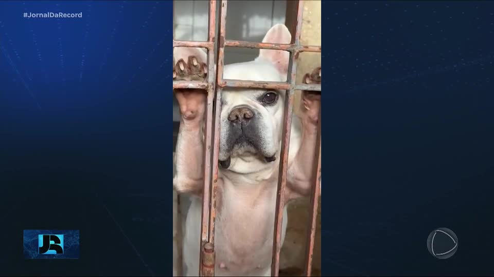 SP: 22 cães são salvos de canil clandestino administrado por dono que se passava por veterinário