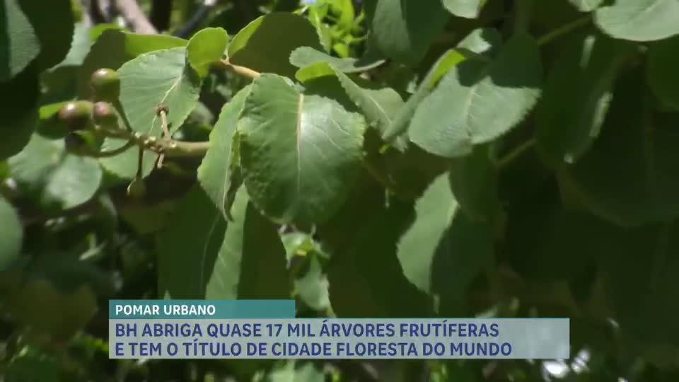 Belo Horizonte recebe título de "Cidade Floresta do Mundo" pela segunda vez