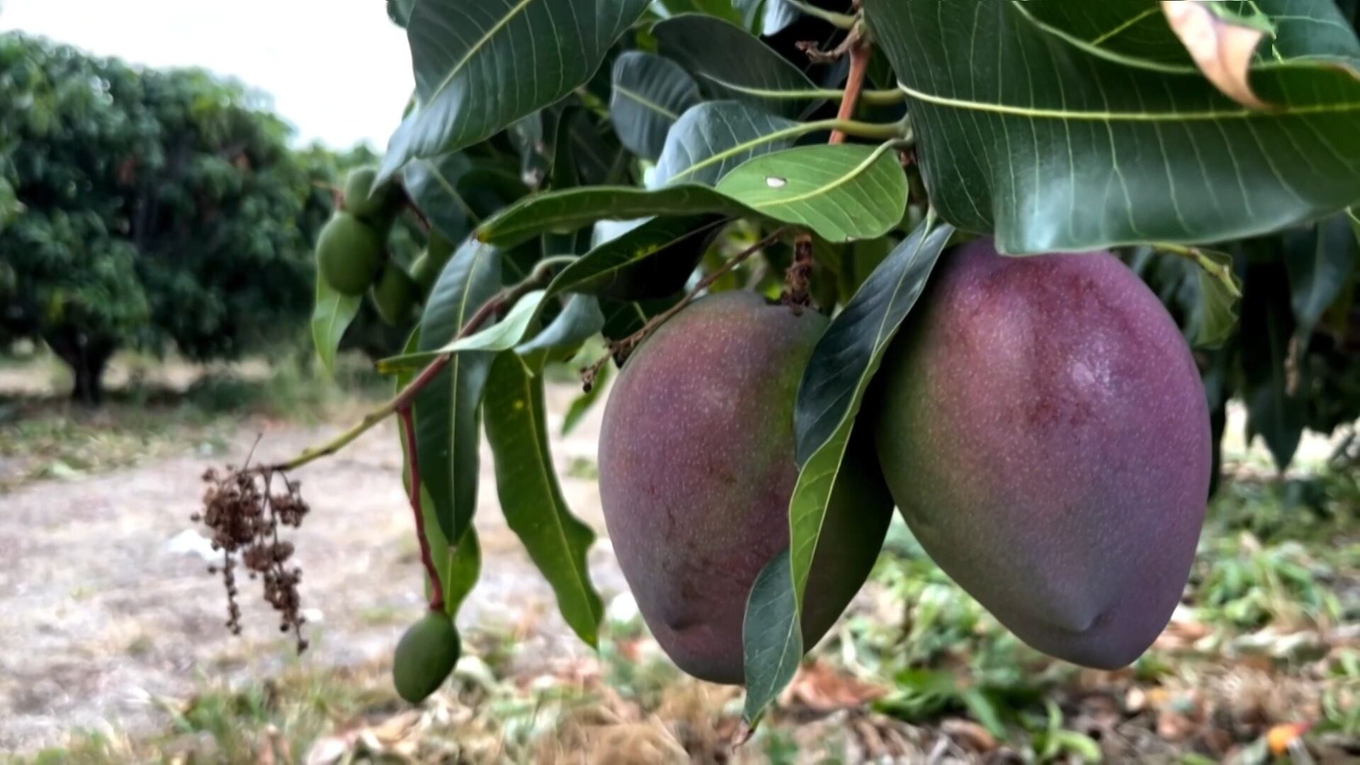 Produtores de manga comemoram fim de tarifaço dos Estados Unidos