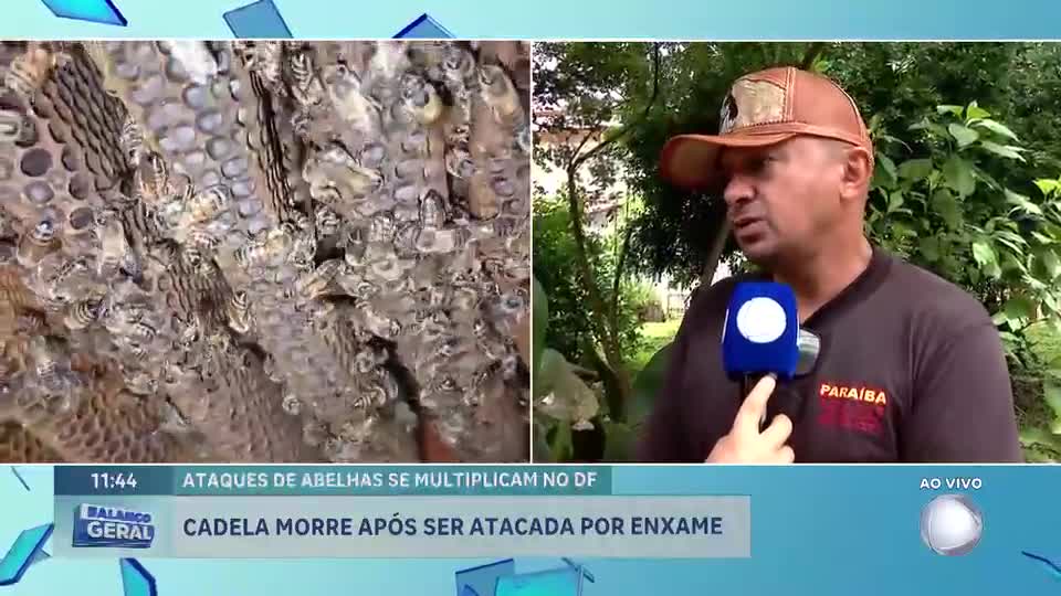 Cadela morre após ser atacada por enxame de abelhas na Asa Sul, em Brasília