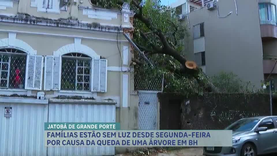 Moradores ficam sem energia elétrica após queda de árvore na região Leste de BH