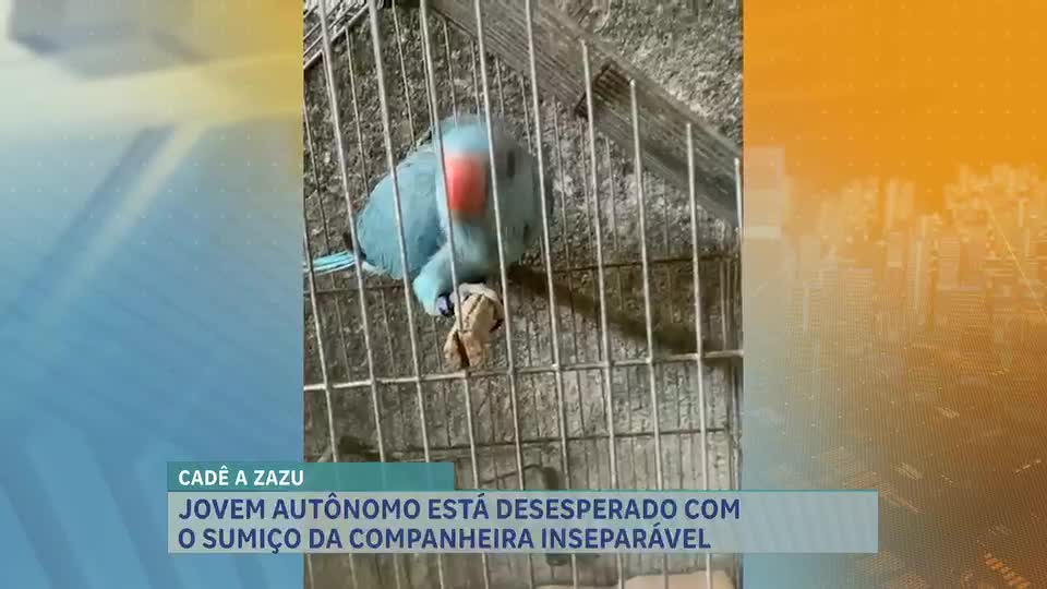 Jovem busca ave rara desaparecida desde terça-feira em Contagem (MG)