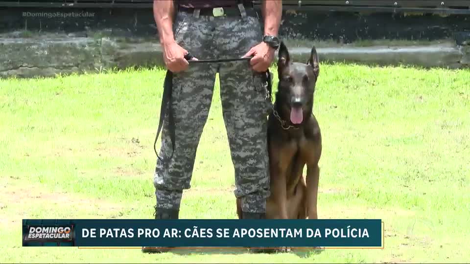 Polícia Militar do Rio aposenta cães heróis e celebra trajetória de serviço