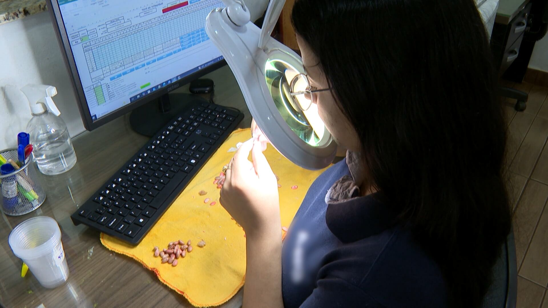 Investimento em pesquisa pode tornar o Brasil grande exportador de feijão