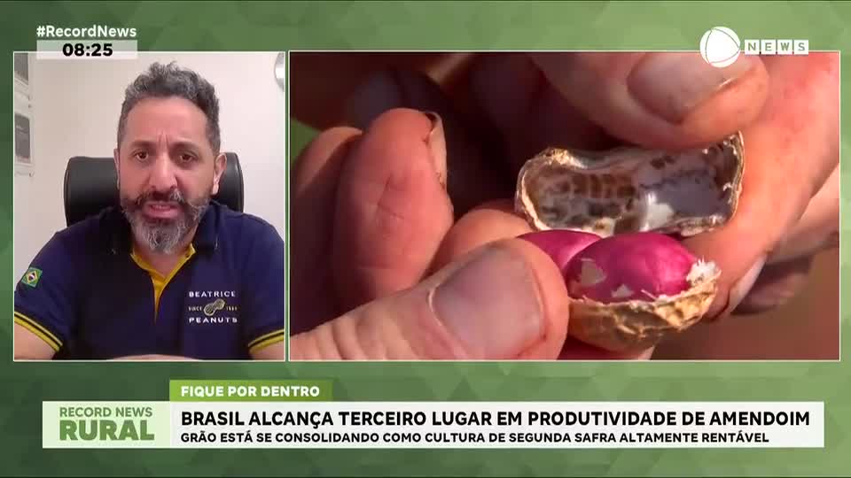 Brasil alcança terceiro lugar em produtividade de amendoim
