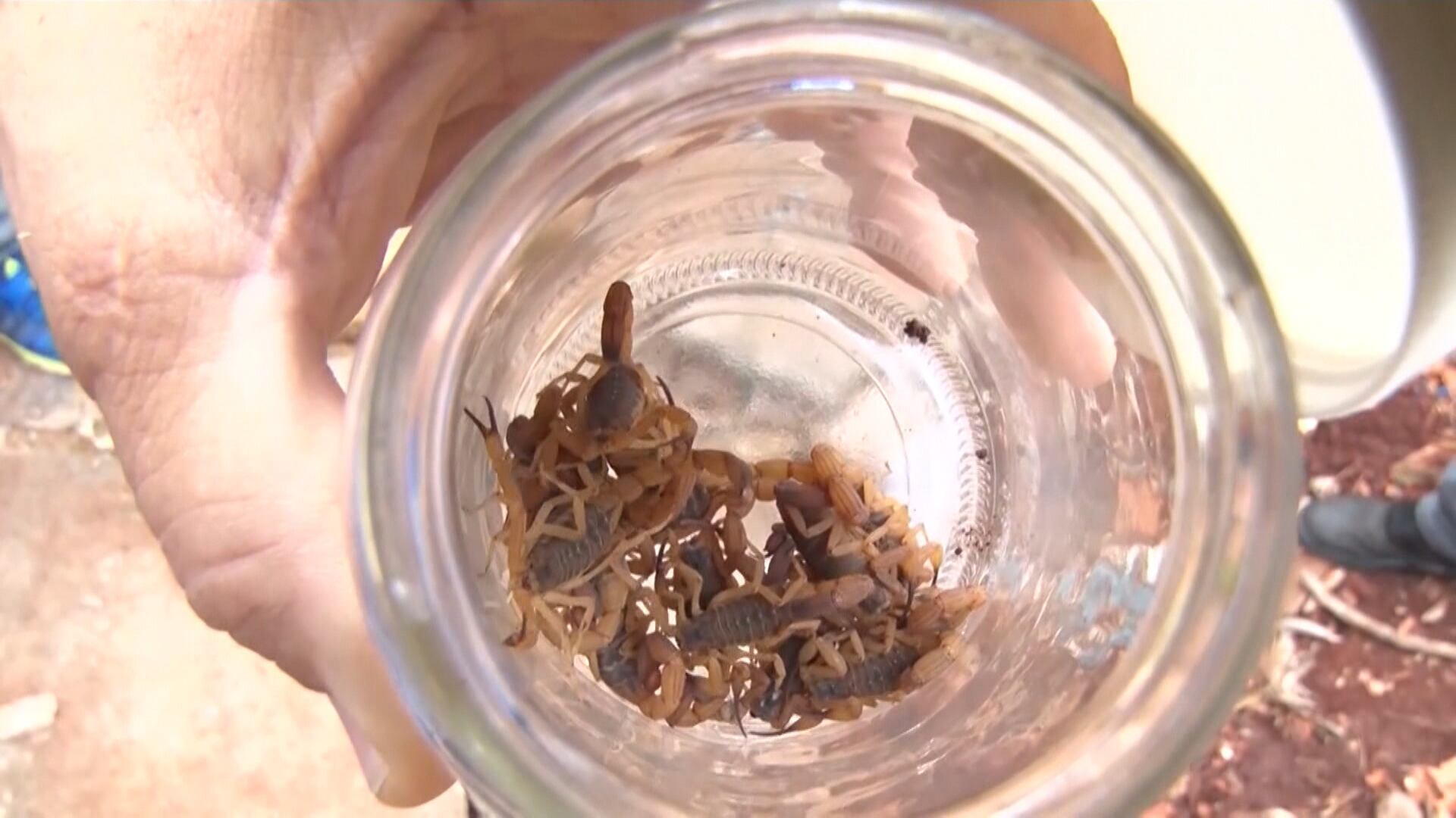 Mortes causadas por picada de escorpião chegam a 200 casos