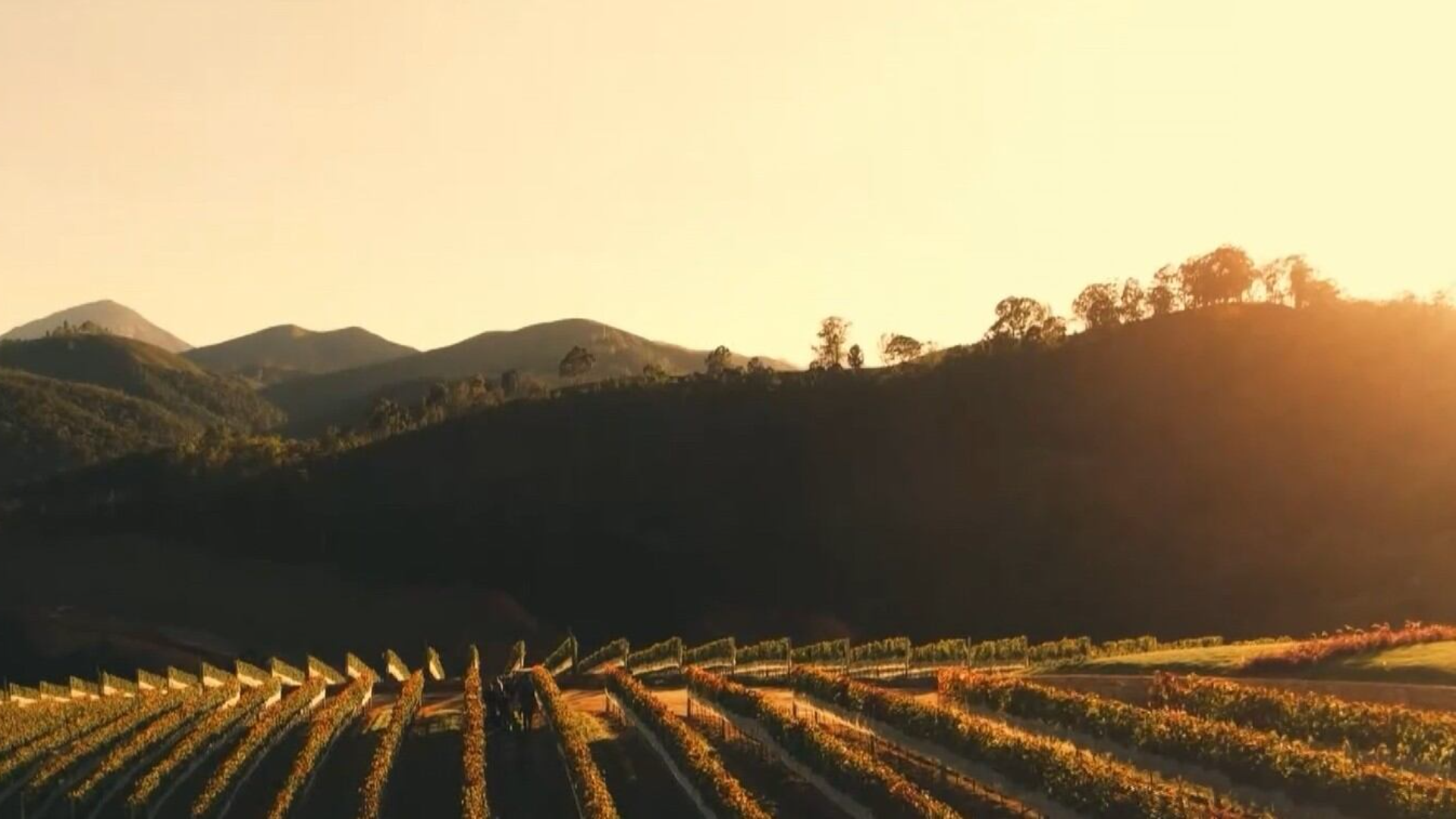 Rota do vinho se destaca como polo turístico na região serrana do Rio de Janeiro