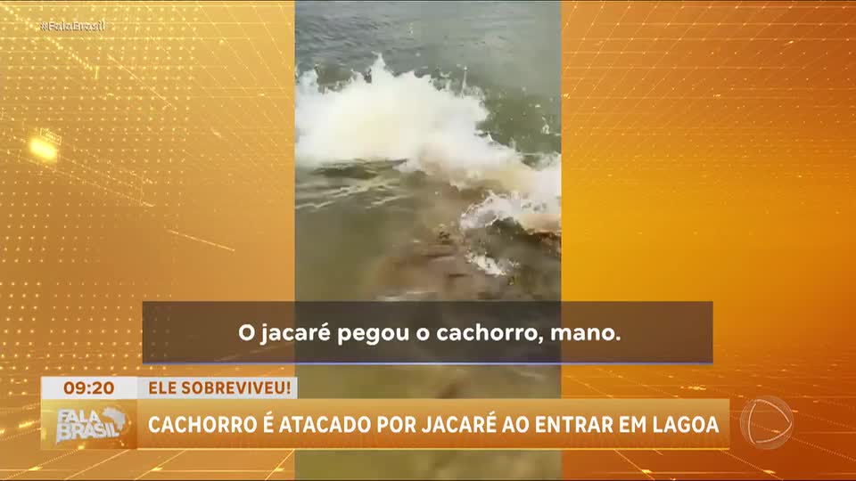 Cachorro sobrevive a ataque de jacaré em lagoa de Belo Horizonte