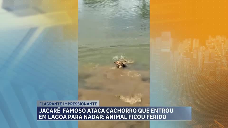 Jacaré famoso ataca cachorro que se refrescava no centro de Lagoa Santa (MG)