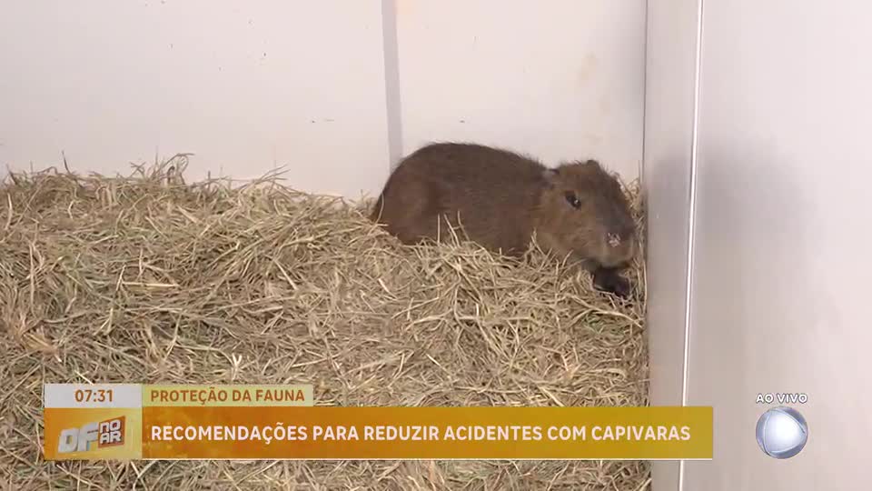 Ministério Público recomenda ações para proteger capivaras e reduzir acidentes no DF
