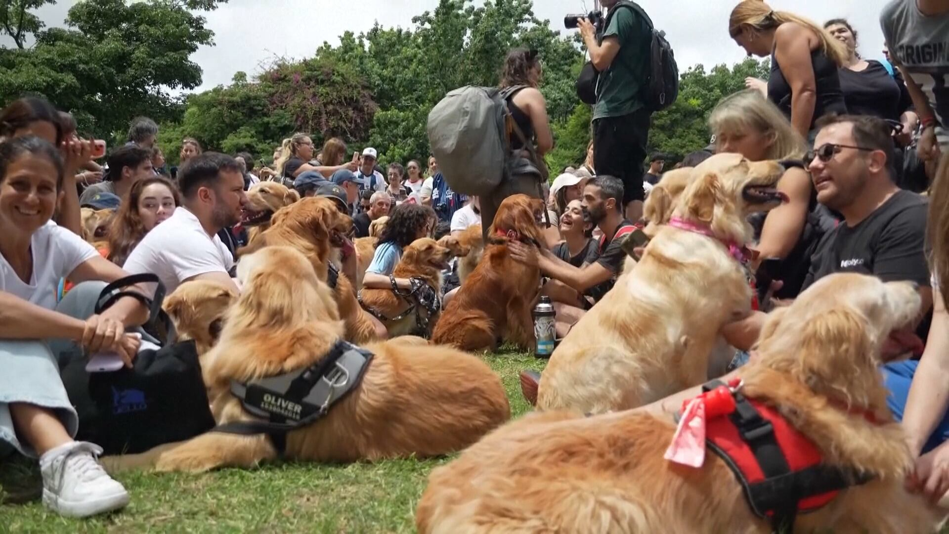 Parque de cachorros em Buenos Aires busca bater recorde de 2024