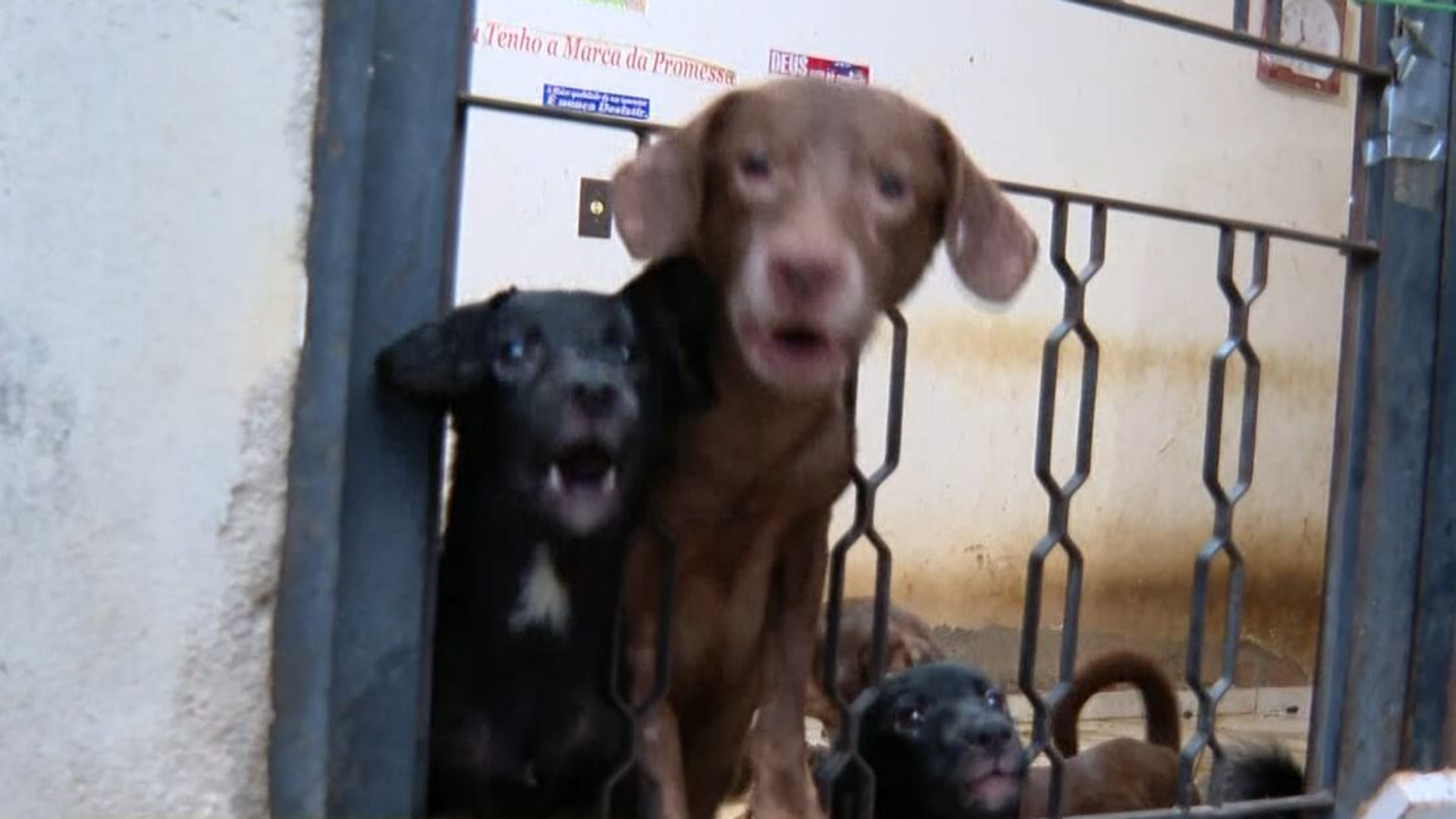 Idosa de 72 anos é detida pela polícia por maus-tratos a animais em Santíssimo, zona oeste do Rio