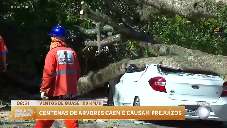 Vendaval em São Paulo derruba centenas de árvores