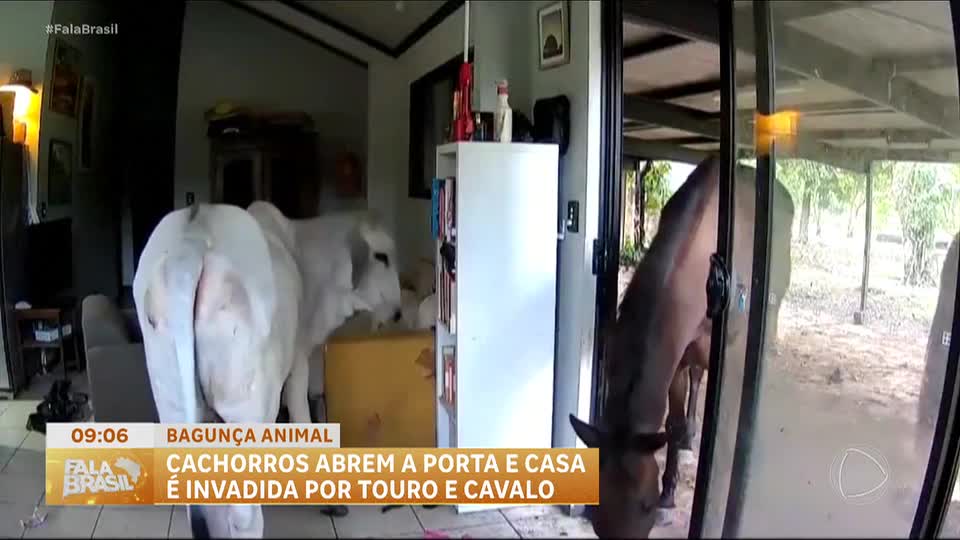 Cachorros abrem porta e touro e cavalo invadem casa na Austrália