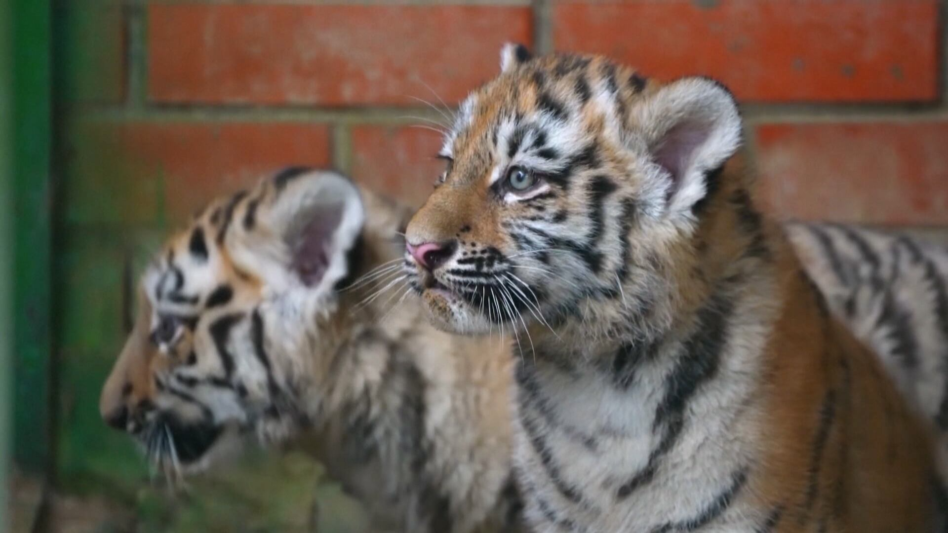 Projeto visa preservar o tigre-siberiano na Rússia