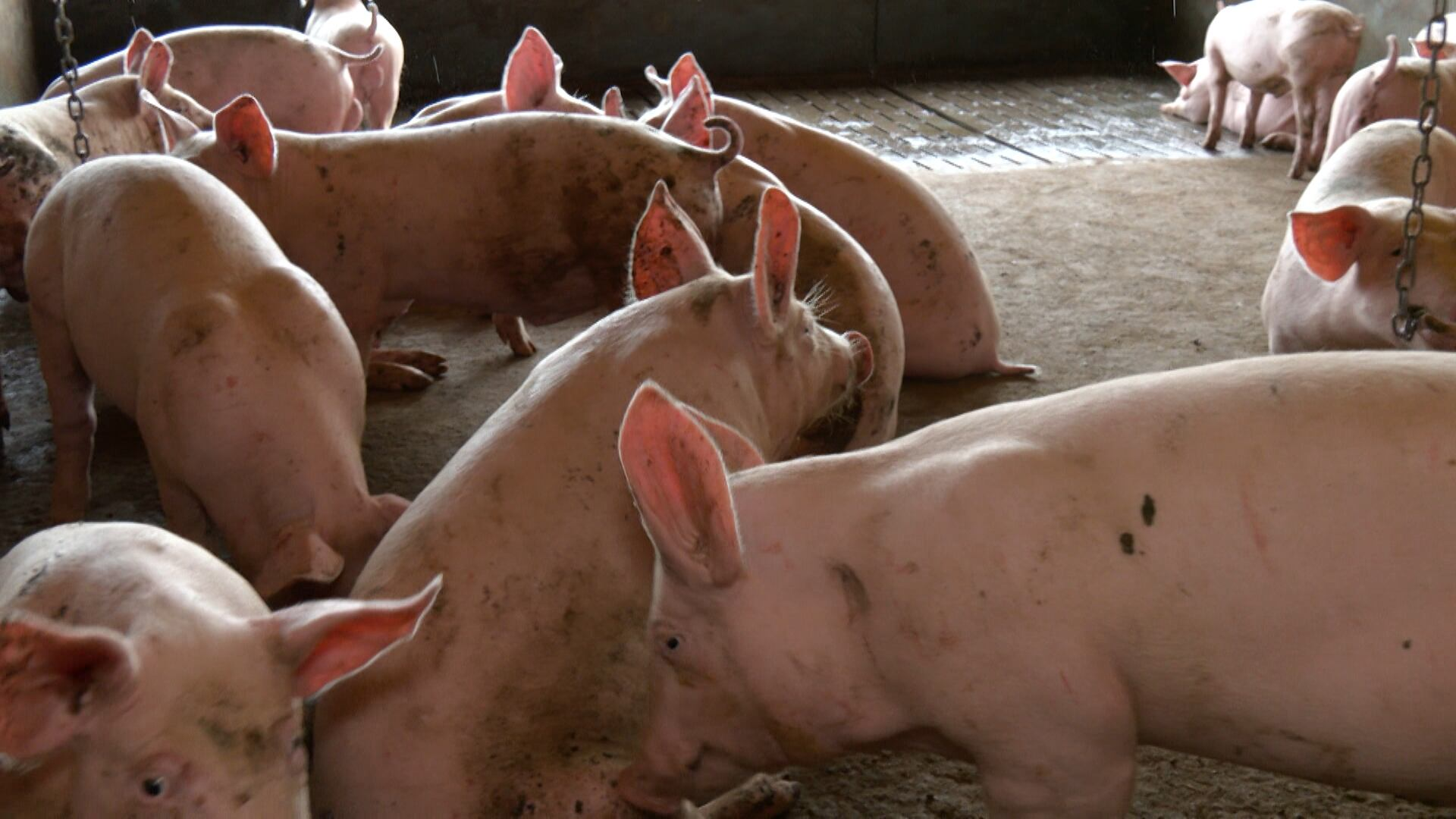 Cidade de Minas Gerais é referência na criação de suínos