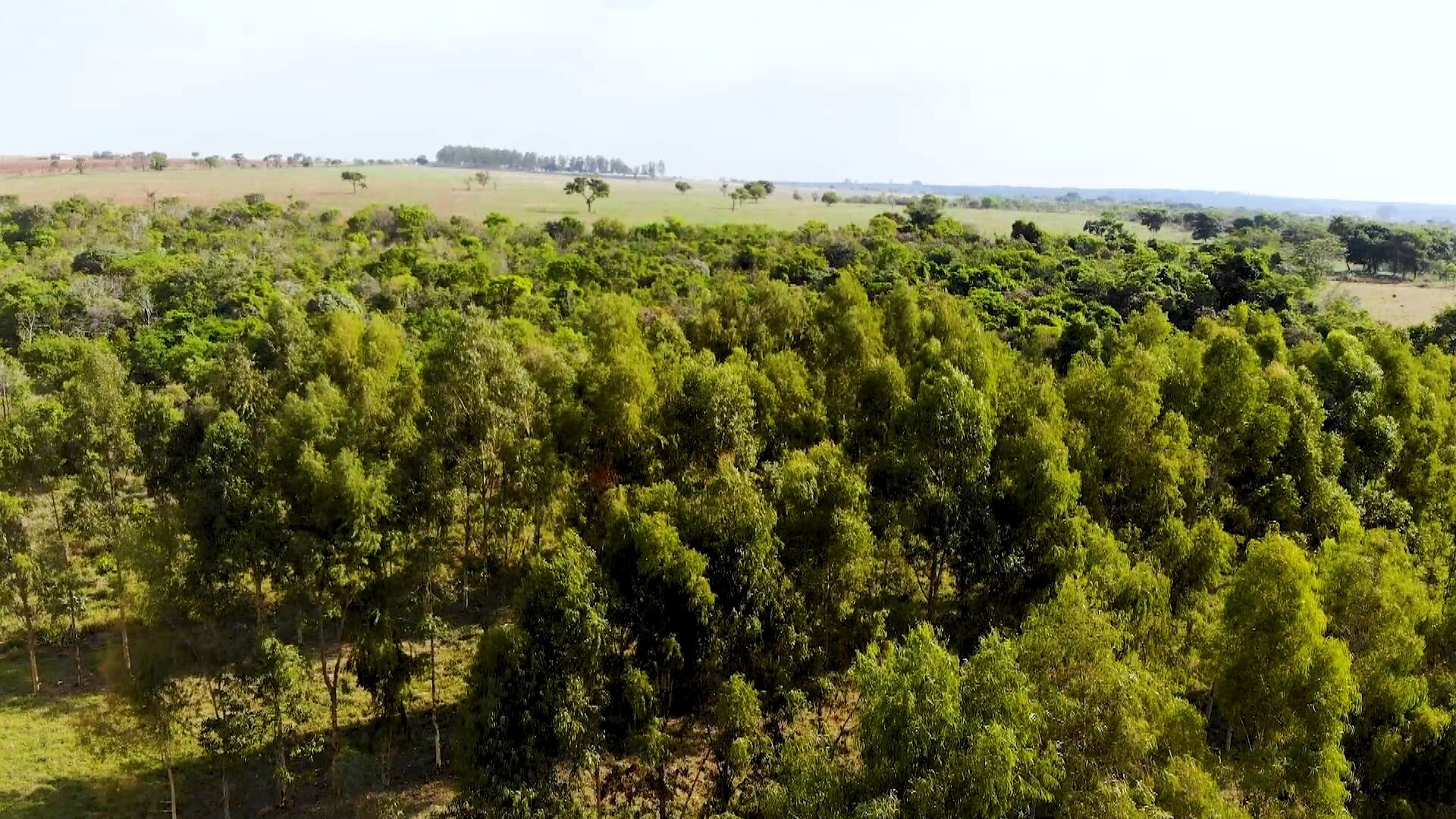 Sistema se torna solução para a produção de eucalipto