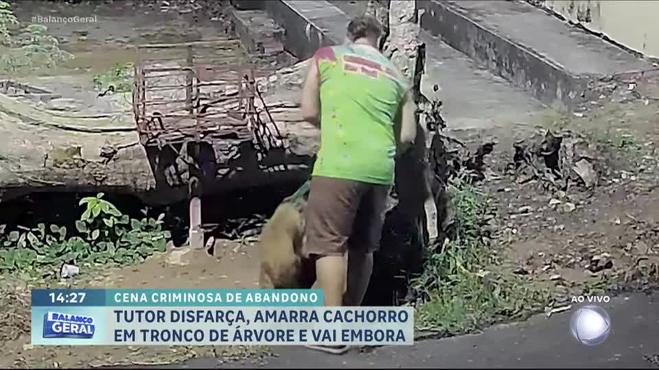 Tutor disfarça, amarra cachorro em tronco de árvore e vai embora