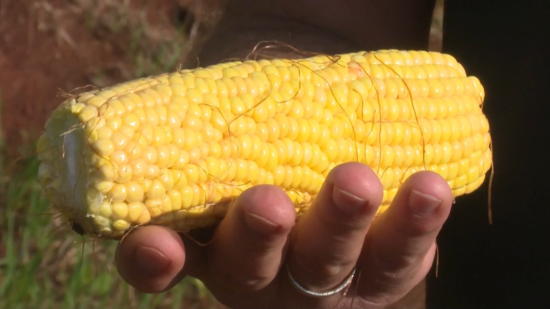 Produtores de soja e milho seguem de olho nos trabalhos do campo