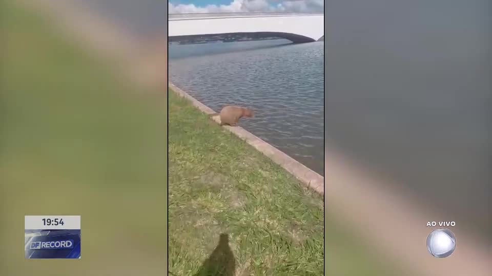 Capivara é resgatada na Estação Galeria em Brasília