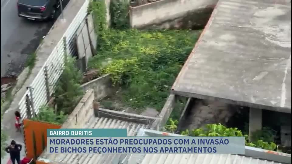 Moradores do bairro Buritis enfrentam invasão de bichos peçonhentos em imóveis em BH