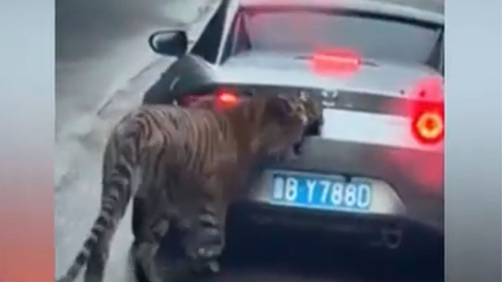 Tigre persegue e morde carro em parque de vida selvagem na China