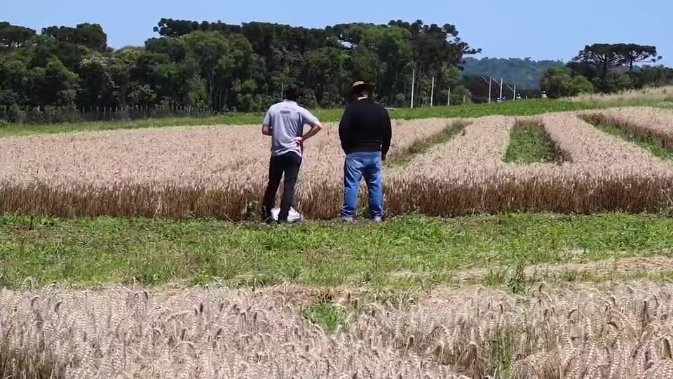 Santa Catarina é o 5º maior produtor de trigo do país
