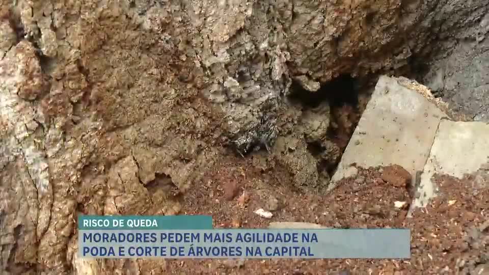 Temporal em Belo Horizonte derruba 240 árvores e preocupa moradores