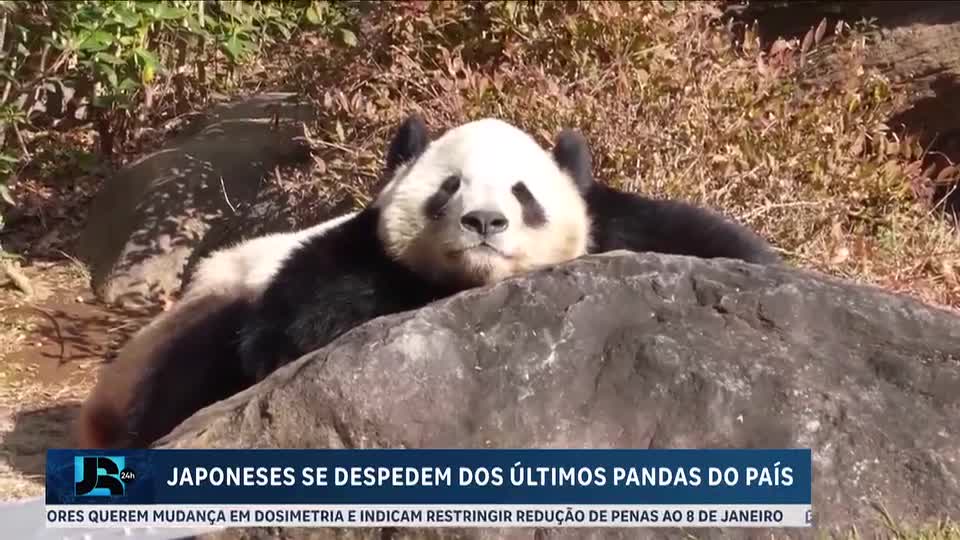 Japoneses se despedem dos últimos pandas do país