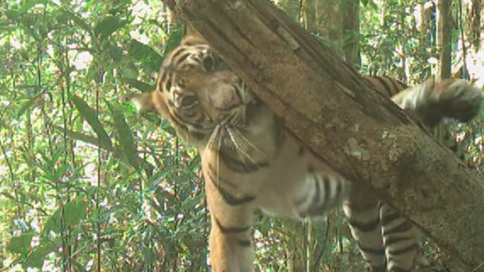 Câmeras escondidas registram imagens de felinos ameaçados
