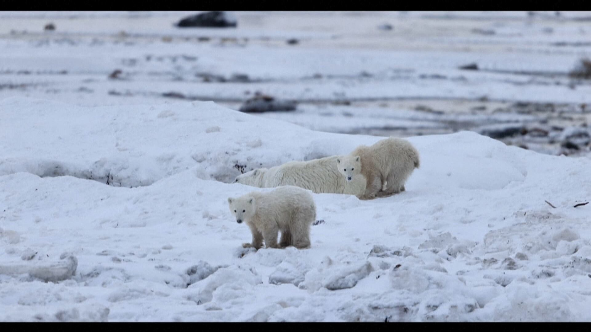 Adoção rara de filhote por ursa polar é registrada