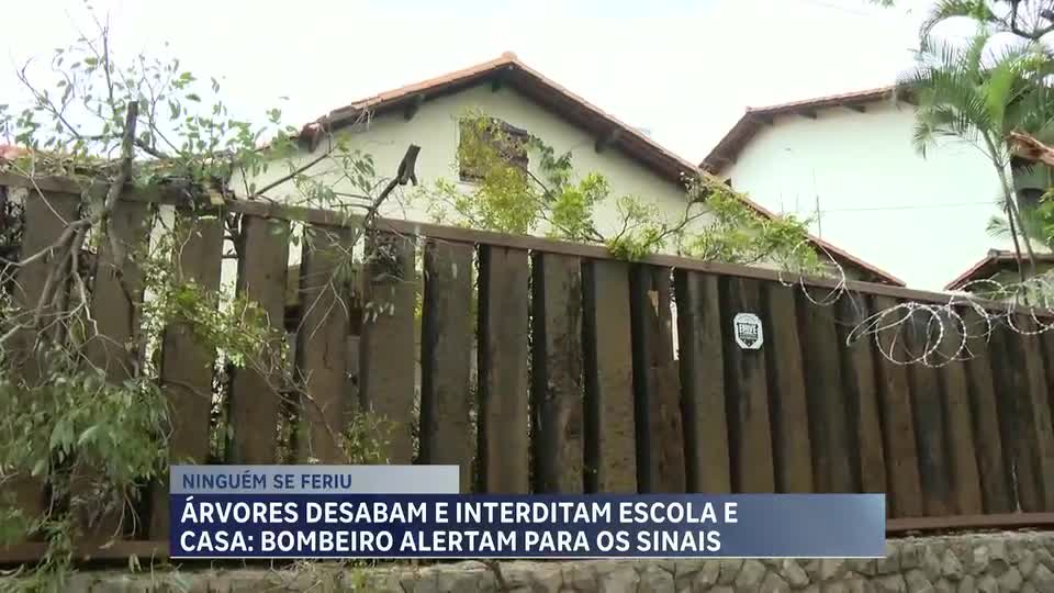 Árvores causam danos após fortes chuvas em Belo Horizonte
