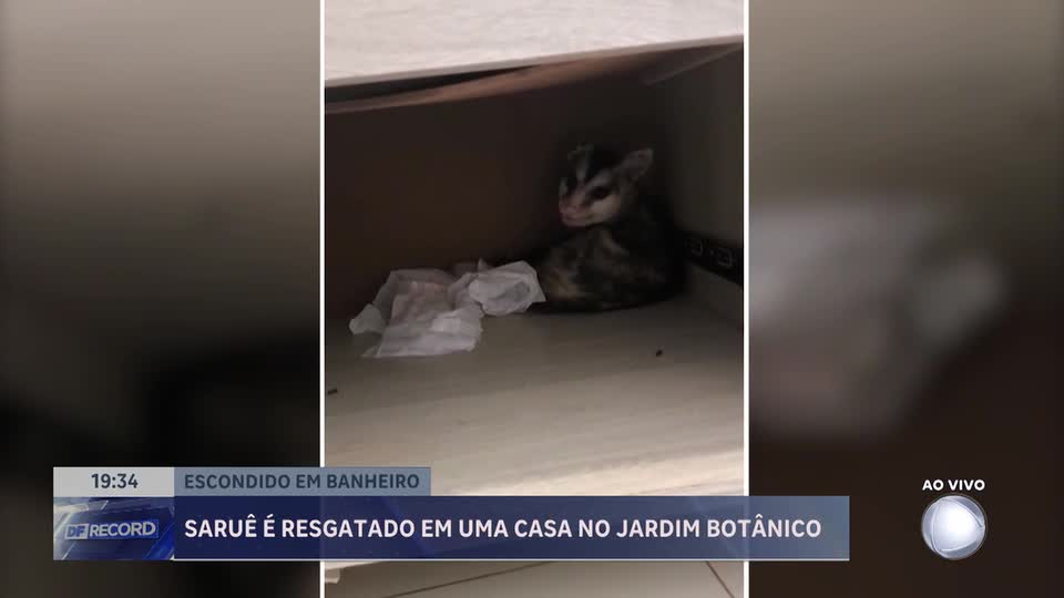 Saruê é resgatado dentro de casa no Jardim Botânico (DF) por policiais ambientais
