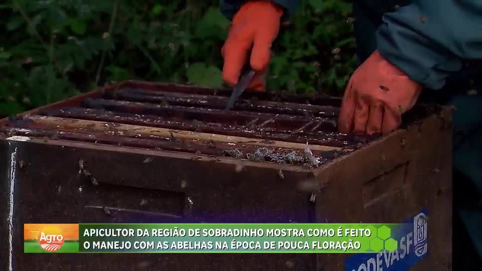 Fercal se destaca na apicultura e é responsável por 10% da produção de mel do DF
