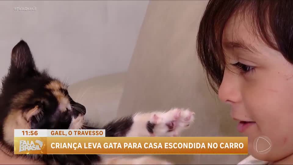 Menino leva gata escondida em viagem de 400 km e convence a mãe a adotá-la