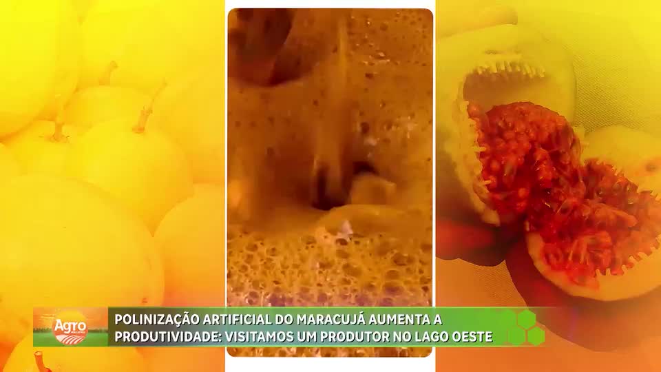 Polinização artificial aumenta produtividade do maracujá no Lago Oeste (DF)