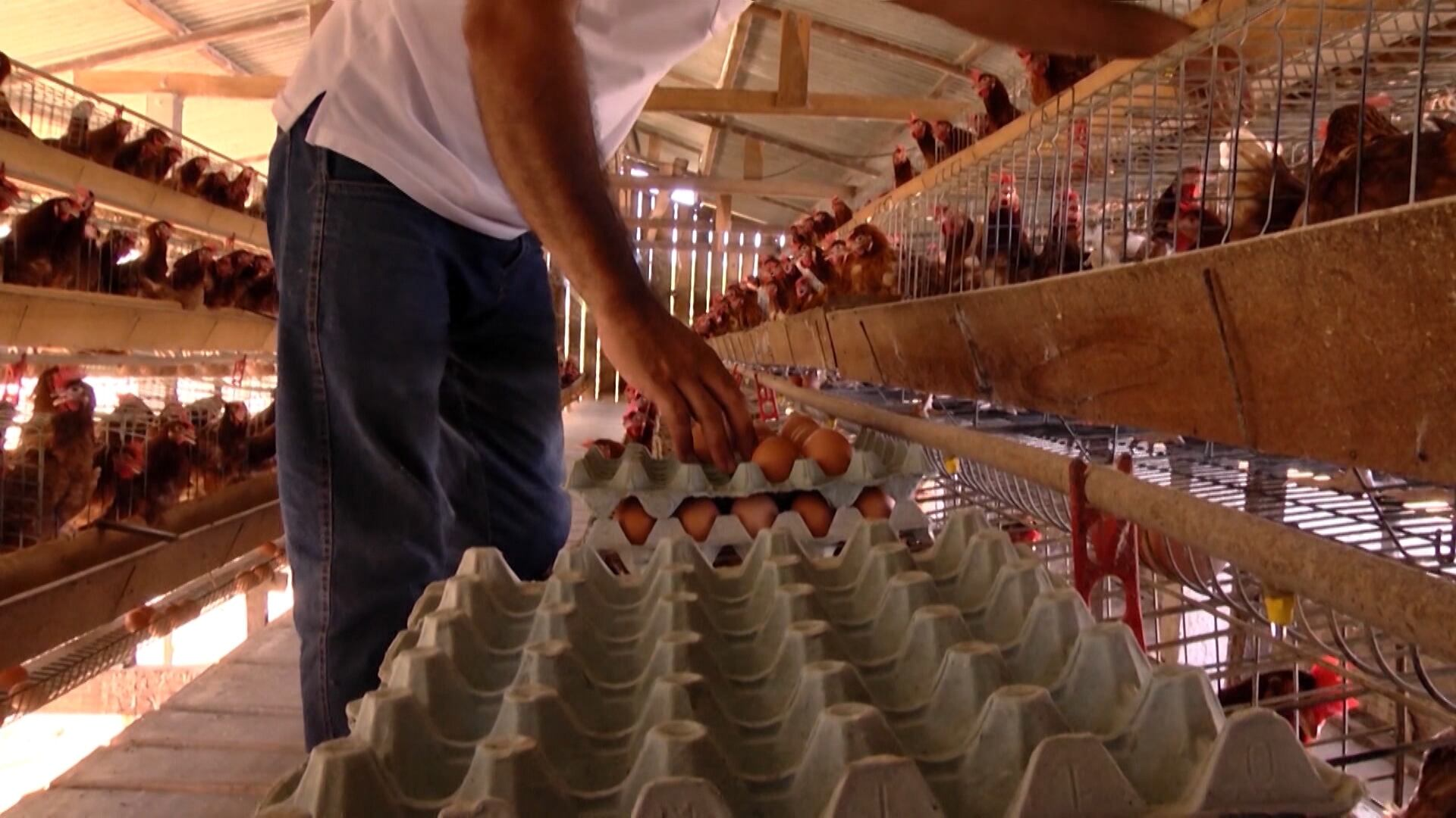 Demanda enfraquecida faz preços dos ovos caírem