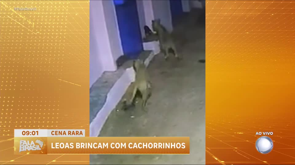 Leoas interagem pacificamente com cães em aldeia na Índia