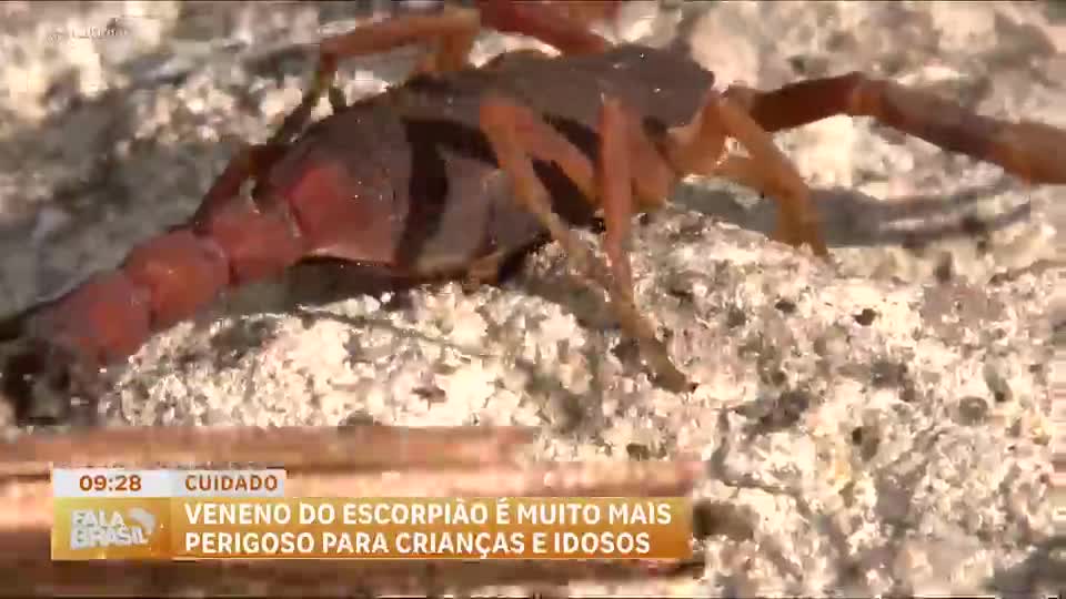 Verão e chuvas aumentam risco de picadas de escorpiões