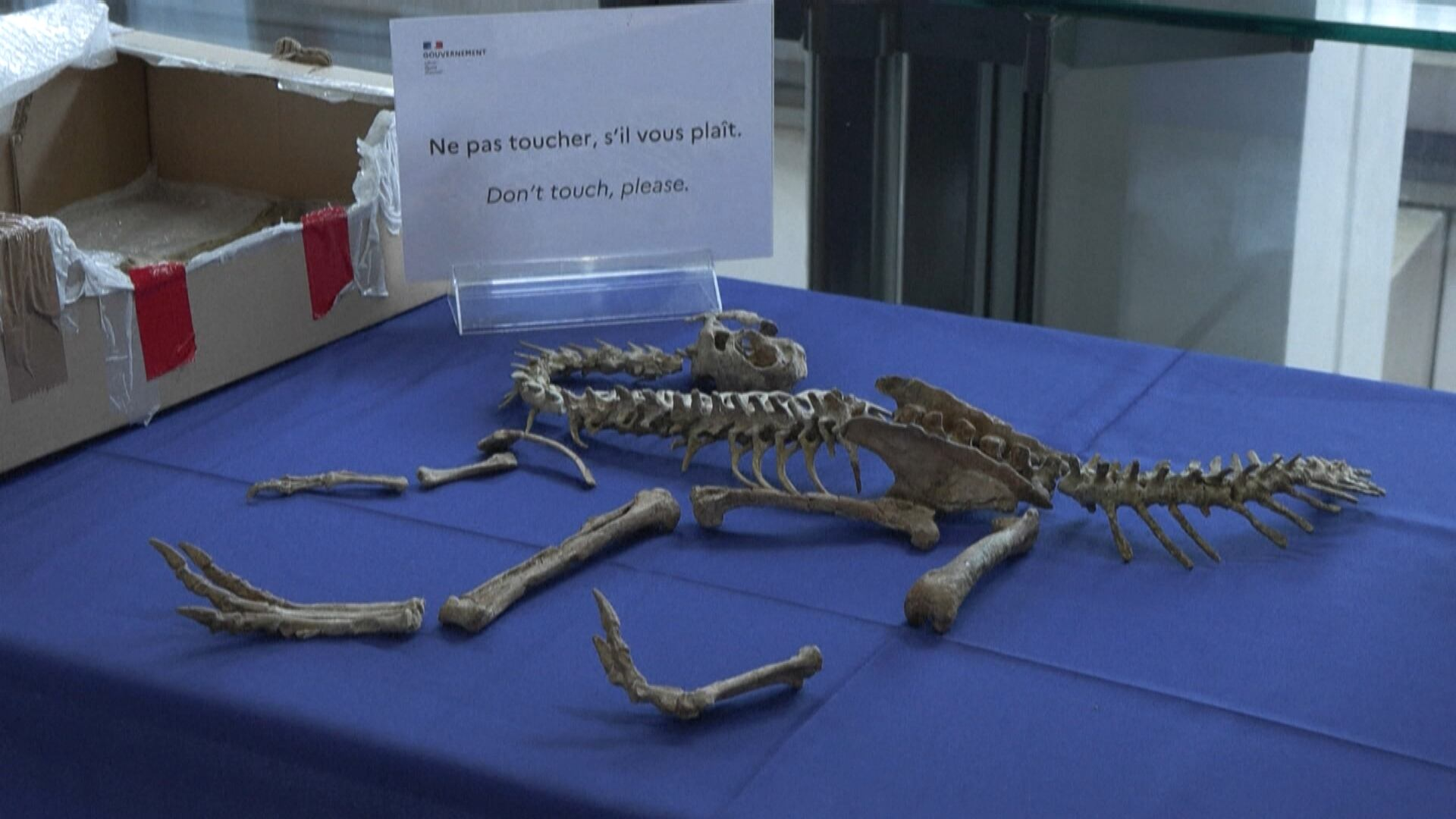 Fóssil de dinossauro roubado é devolvido à Mongólia