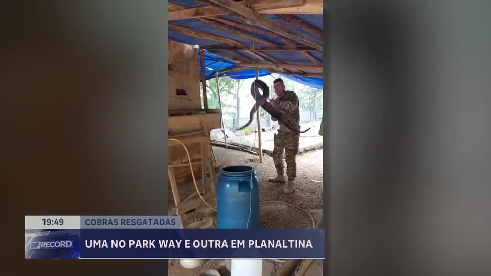 Polícia Militar Ambiental resgata duas cobras no DF