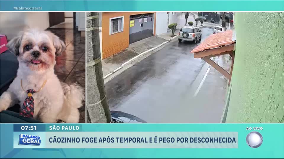 Família procura por cãozinho assustado que fugiu durante tempestade em São Paulo
