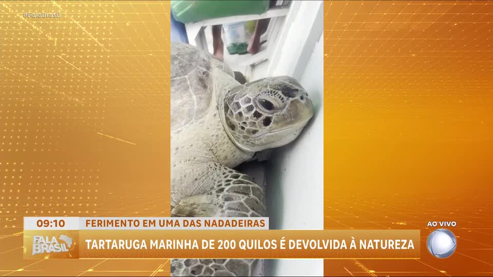 Tartaruga de 200 quilos é reintroduzida ao mar após tratamento no Amapá