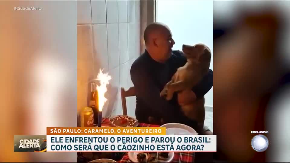 Cachorro resgatado no Rodoanel ganha nova família adotiva