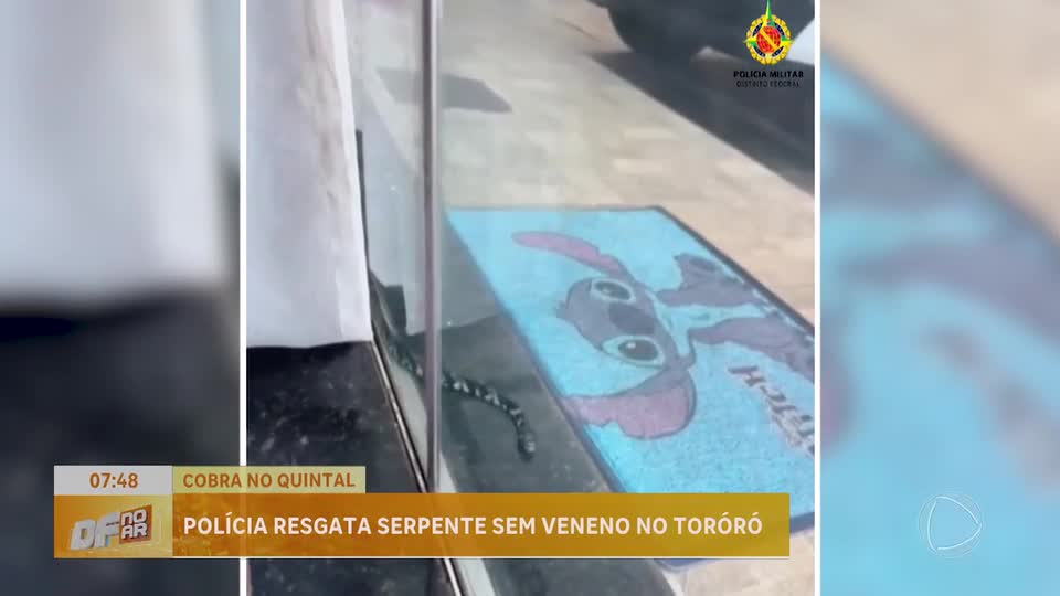 Cobra caninana é resgatada em quintal de casa no DF e devolvida à natureza