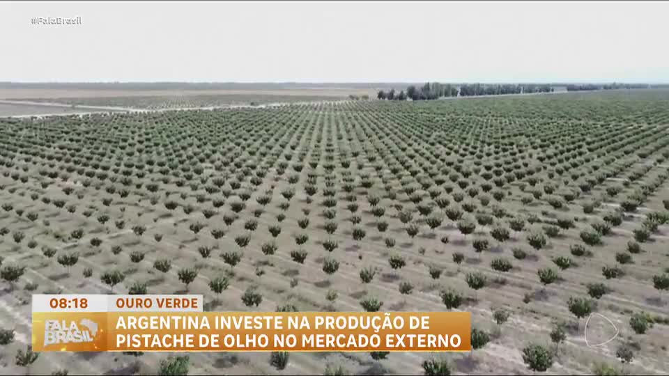 Argentina investe na produção de pistache de olho no mercado externo