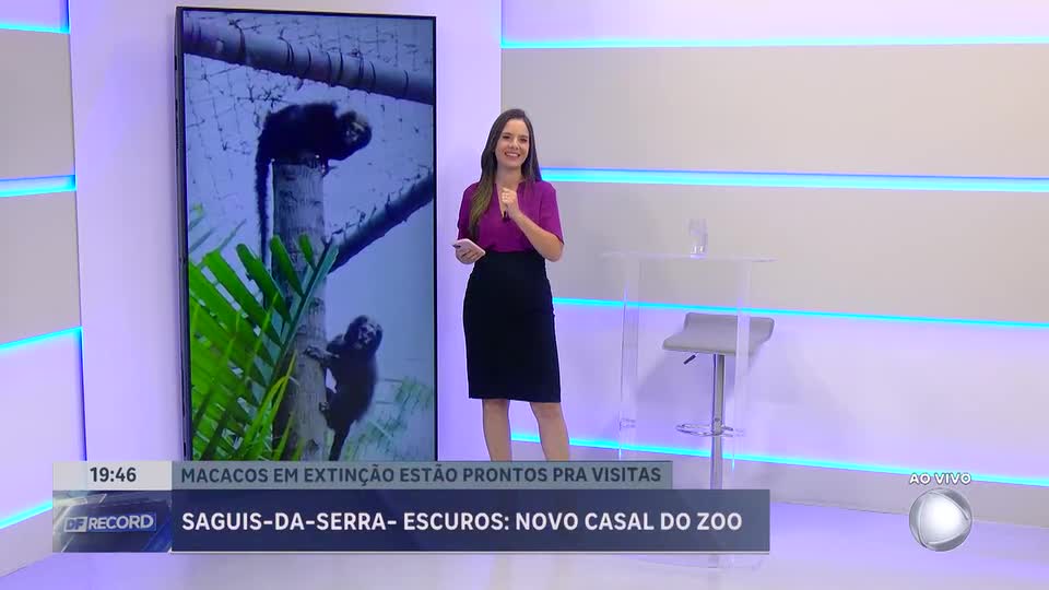 Novos saguis chegam ao zoológico de Brasília
