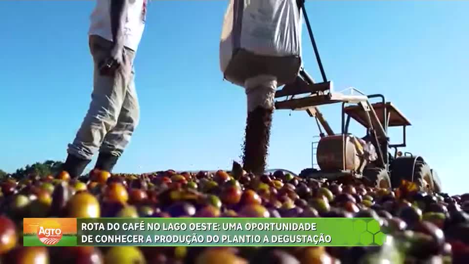 Retrospectiva 2025: conheça a rota do café no DF, o processo de produção e degustação